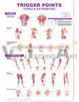 Trigger Points Giant Anatomical Chart - Torso & Extremities